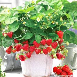 Seme voća: Jagoda 4 sezone (600 semenki)